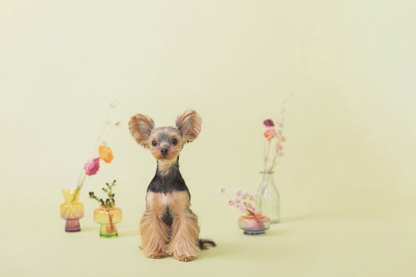 犬の写真