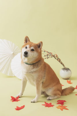 犬の写真