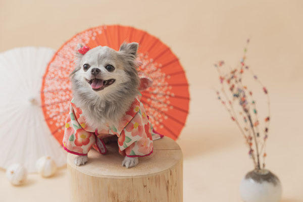 犬の写真