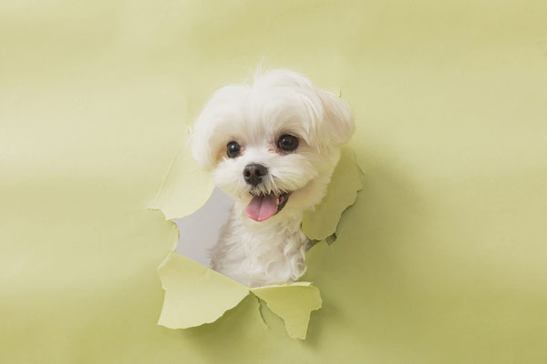 犬の写真