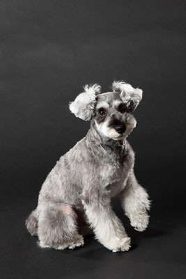 犬の写真
