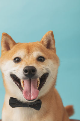 犬の写真