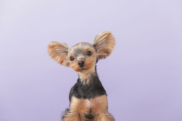 犬の写真