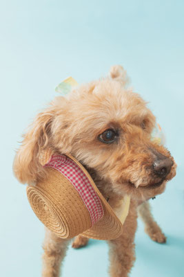 犬の写真