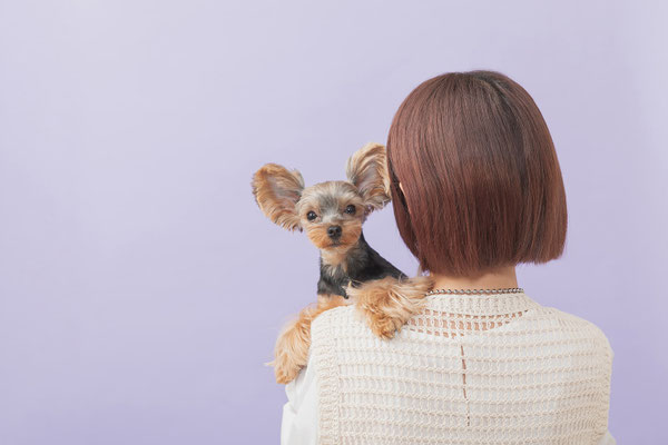 犬の写真