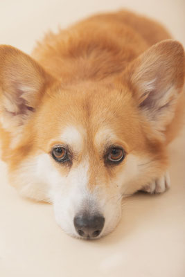 犬の写真