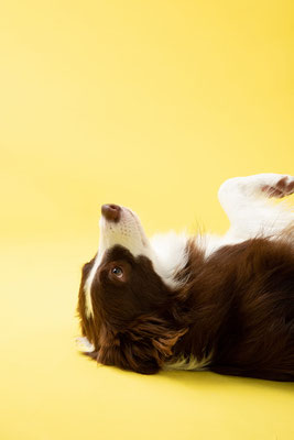 犬の写真