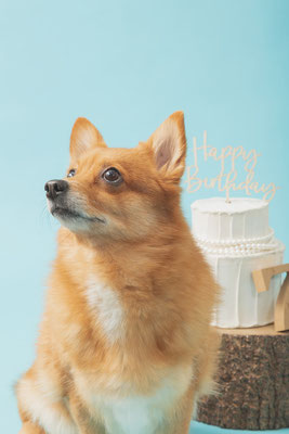 犬の写真