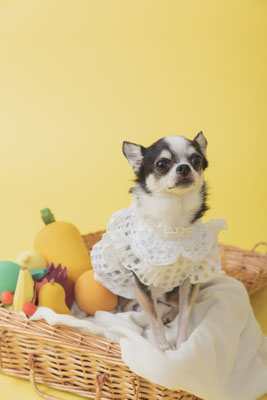 犬の写真