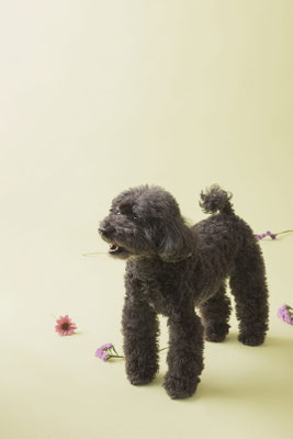 犬の写真