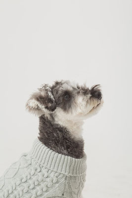 犬の写真