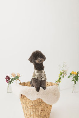 犬の写真