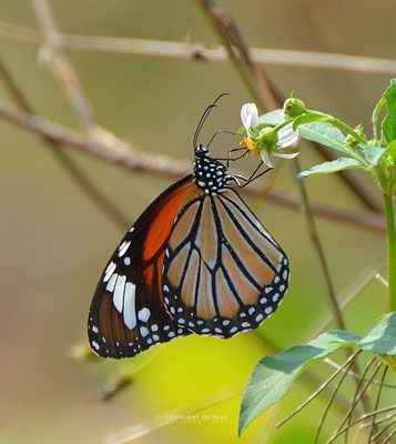 Monarchvlinder - Danaus plexippus - Vietnam 2013