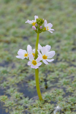 Waterviolier - Hottonia palustris