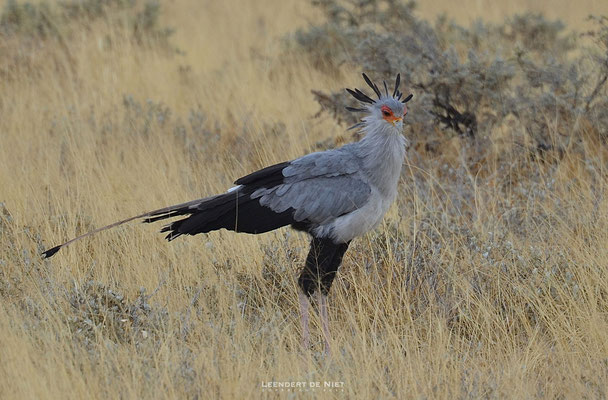 Secretarisvogel - Sagittarius serpentarius - Afrika 2015