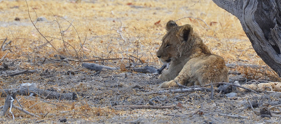 Leeuw (f) - Panthera leo - Afrika 2014