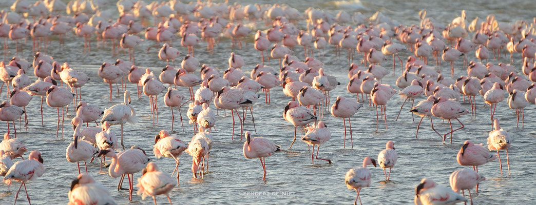 Roze Flamingo - Phoenicopterus ruber - Afrika 2014