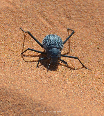 Onymacris Kever - Onymacris unguicularis - Afrika 2014