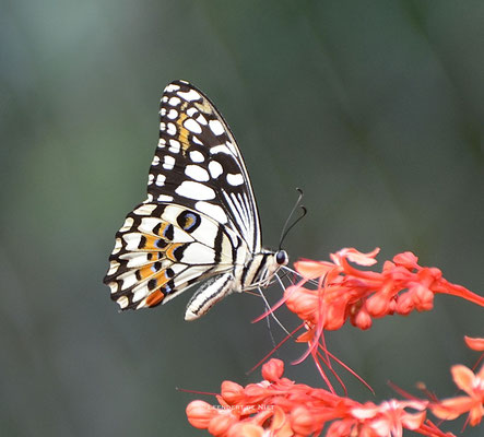 Limoenvlinder - Papilio demoleus - Vietnam 2013