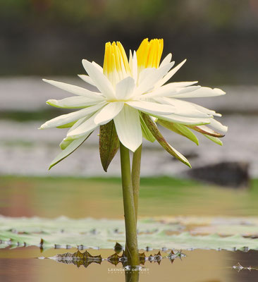 Witte Lotus - Nymphaea lotus