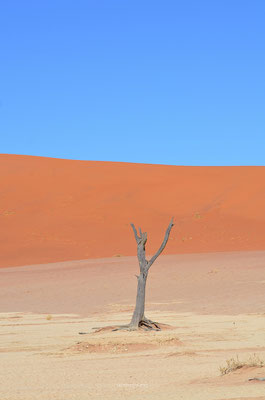 Deadvlei - Namibië 2014