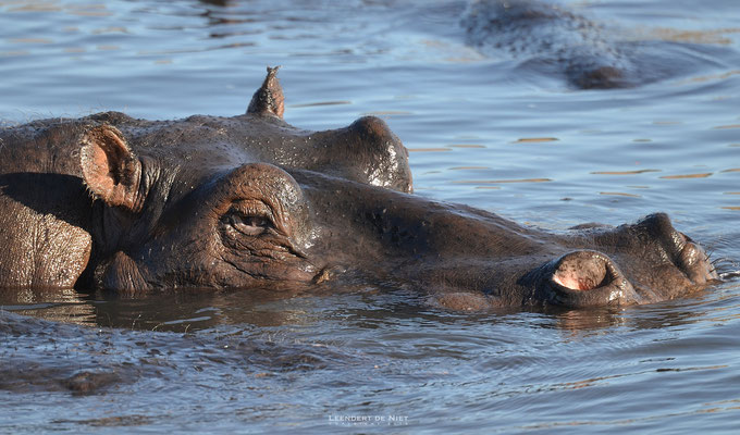 Nijlpaard - Hippopotamus amphibius - Afrika 2014