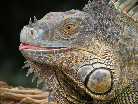 Groene Leguaan (m) - Iguana iguana - Costa Rica 2009