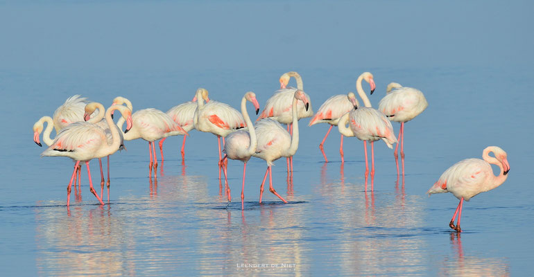 Roze Flamingo - Phoenicopterus ruber - Afrika 2014