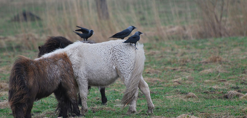 Kauw - Corvus monedula - Nederland 2013