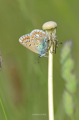 Icarusblauwtje (m) - Polyomattus icarus - Nederland 2013