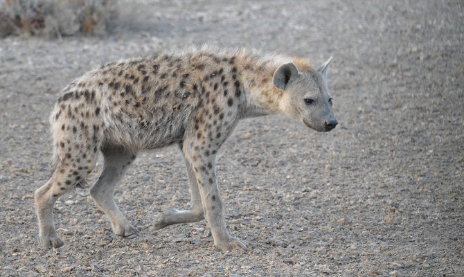 Gevlekte Hyena - Crocuta crocuta - Afrika 2014