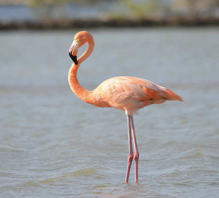 Roze Flamingo - Curacao 2017