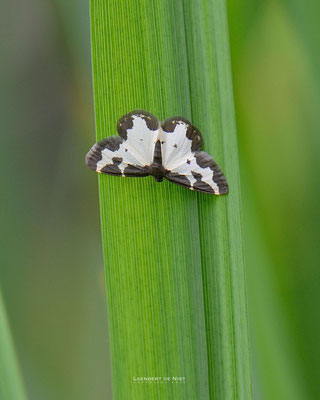 Gerande Spanner - Lomaspilis marginata - Nederland 2013