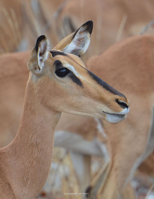 Impala (f) - Aepyceros melampus - Afrika 2014