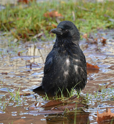 Zwarte Kraai - Corvus corone - Nederland 2014