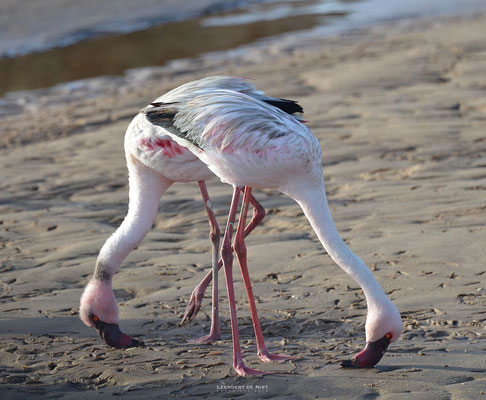 Kleine Flamingo - Phoeniconaias minor - Afrika 2015