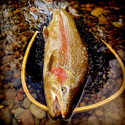 And so can 28 inch rainbows as well