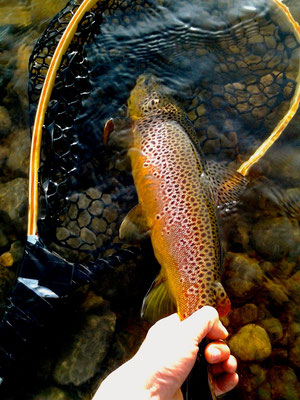 Gorgeous Brown Trout
