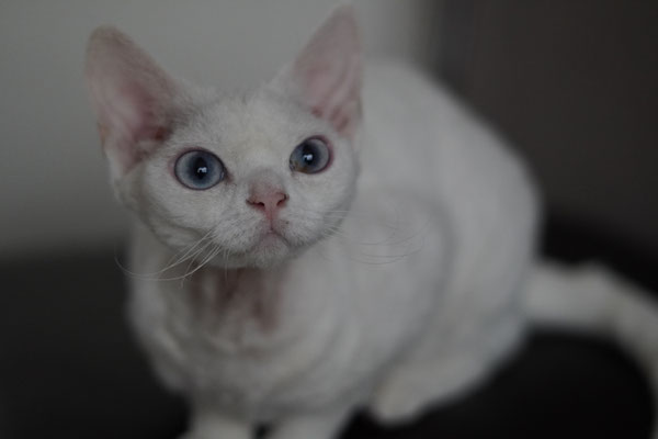 Mitava Daiquiri white devon rex