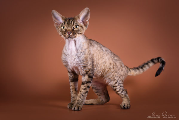 Mitava Kazimir devon rex