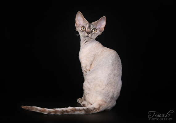 LV*Mitava Stefania devon rex