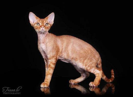  red devon rex LV*Mitava Christopher Robin