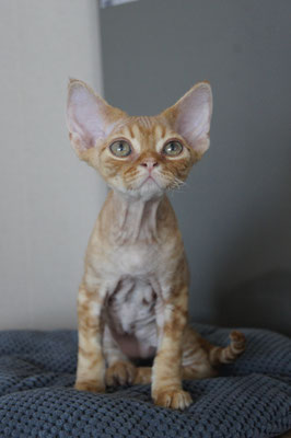 kitten devon rex