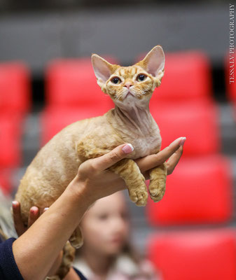 devon rex LV*Mitava Christopher Robin