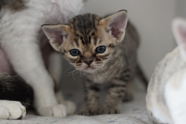 Mitava Kazimir devon rex