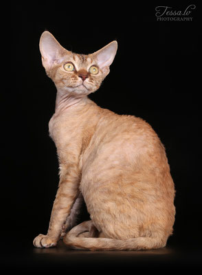 LV*Dea Dia Shalimar of Mitava - LV*Mitava devon rex cattery