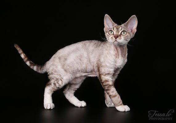 Mitava Zabava devon rex