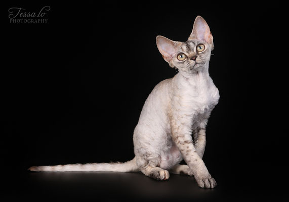 LV*Mitava Stefania devon rex