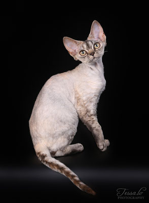 LV*Mitava Stefania devon rex