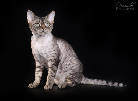 LV*Mitava Sebastian 1 y. devon rex